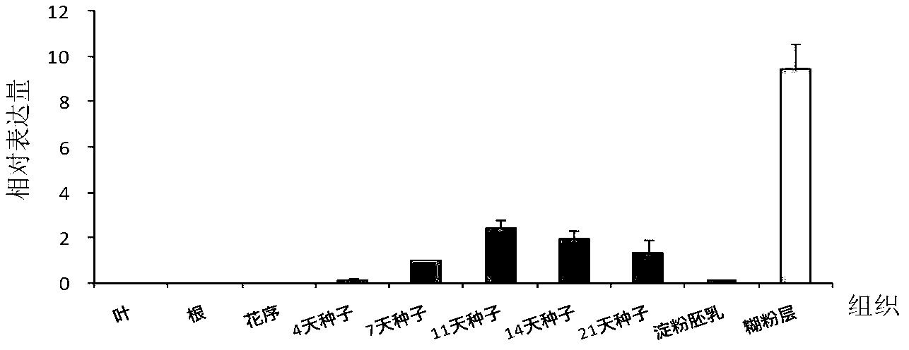 Specific expression promoter of rice seed aleurone layer and application thereof