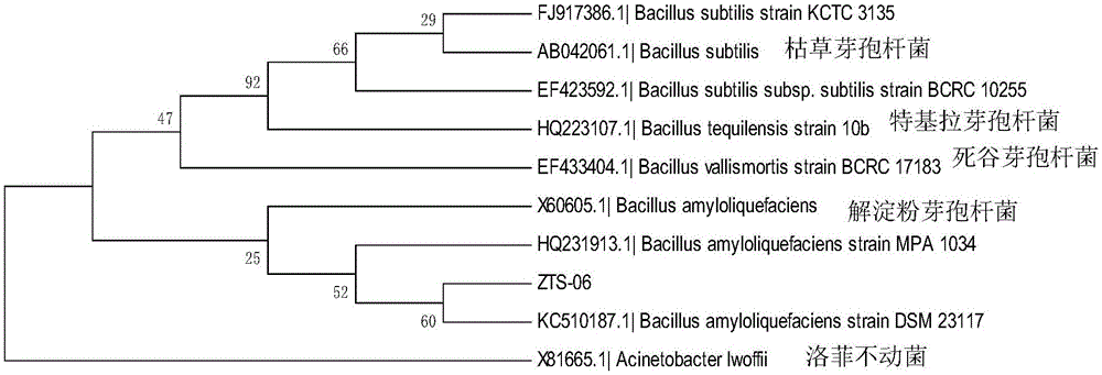 Bacillus amyloliquefaciens strain and application thereof