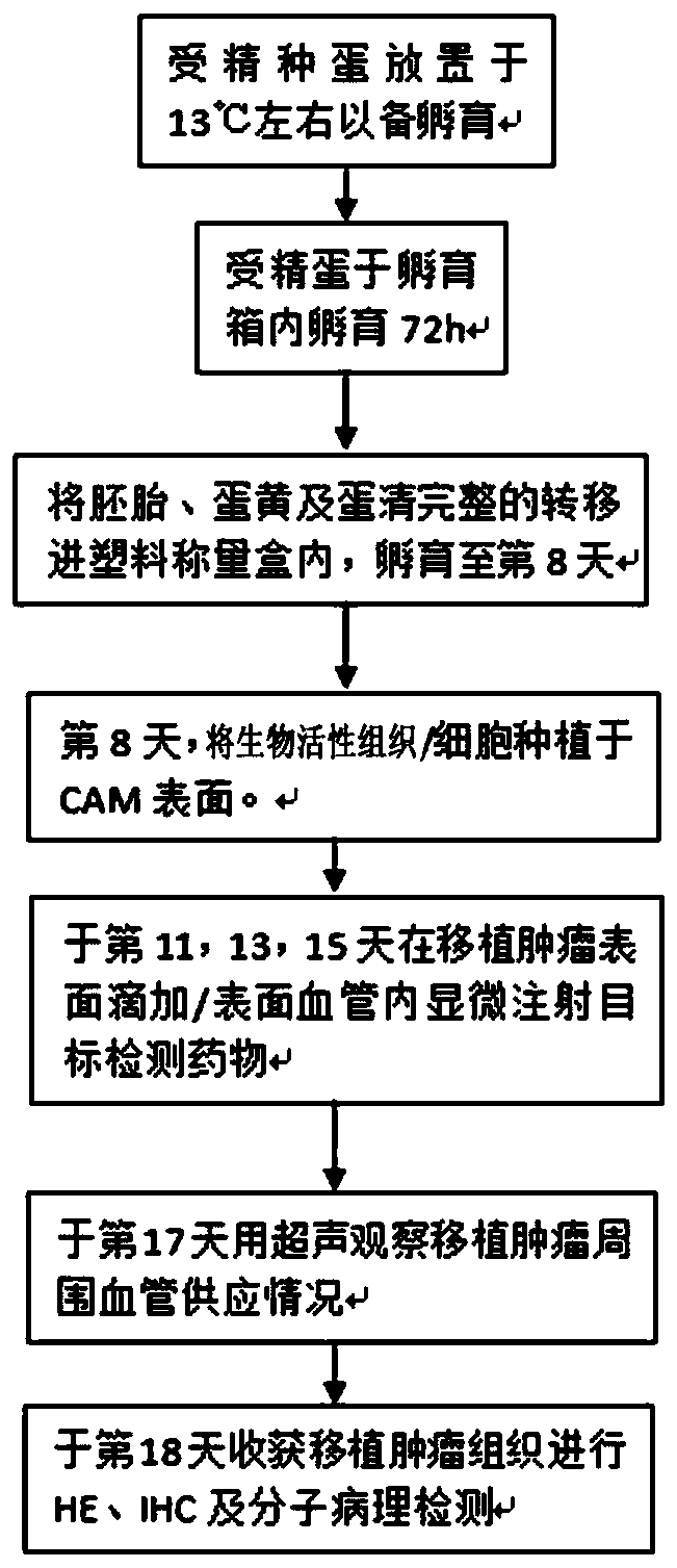 Tumor timely drug accurate treatment model based on chicken embryo chorionic allantoic sac