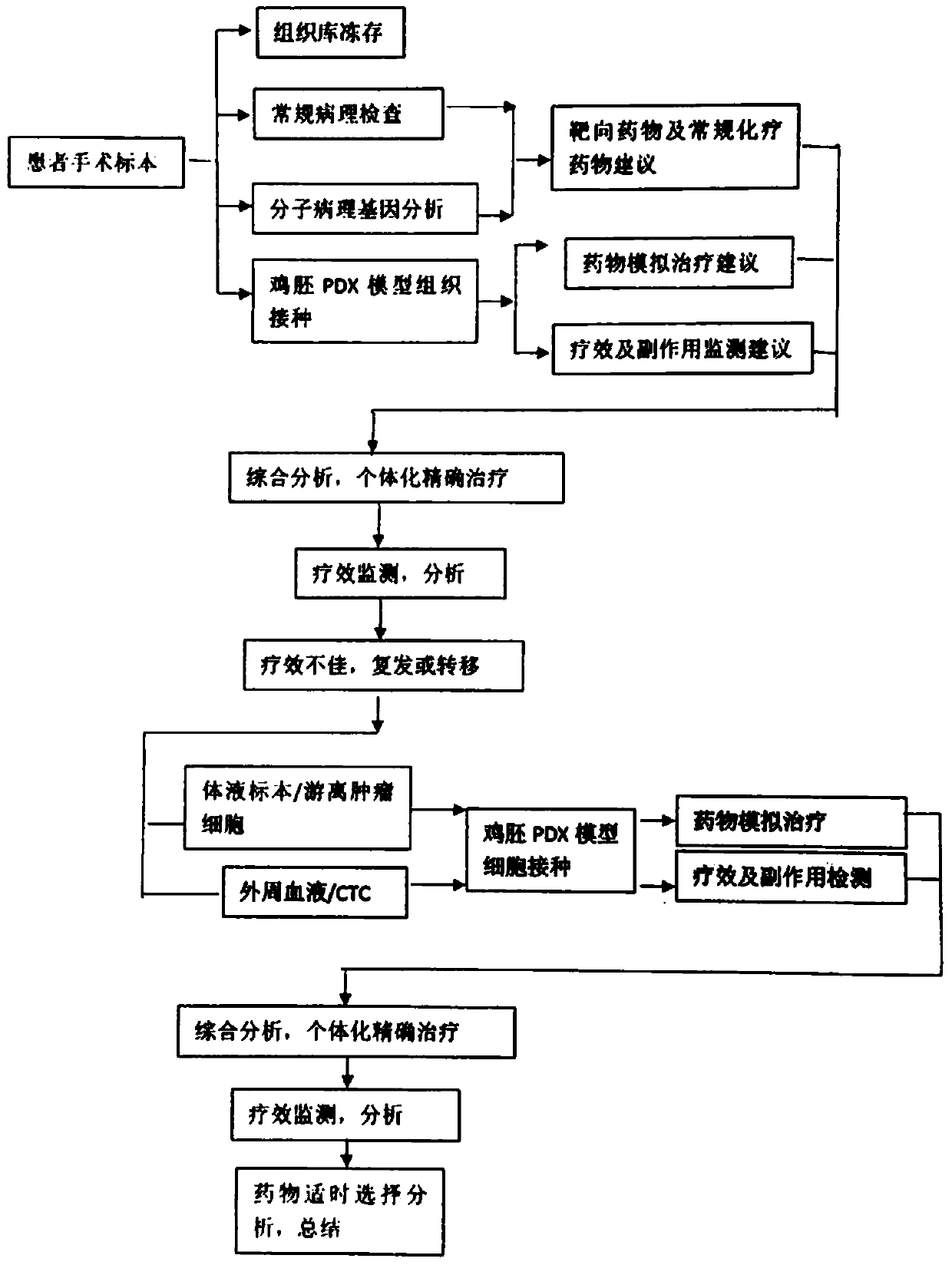 Tumor timely drug accurate treatment model based on chicken embryo chorionic allantoic sac