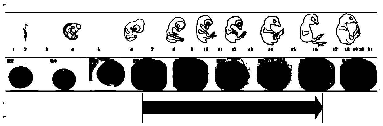 Tumor timely drug accurate treatment model based on chicken embryo chorionic allantoic sac