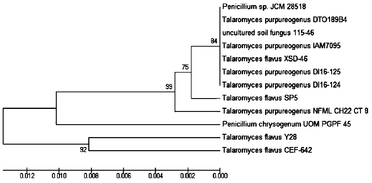 Vermicularis yellow y28 and its application in the control of fruit tree rot