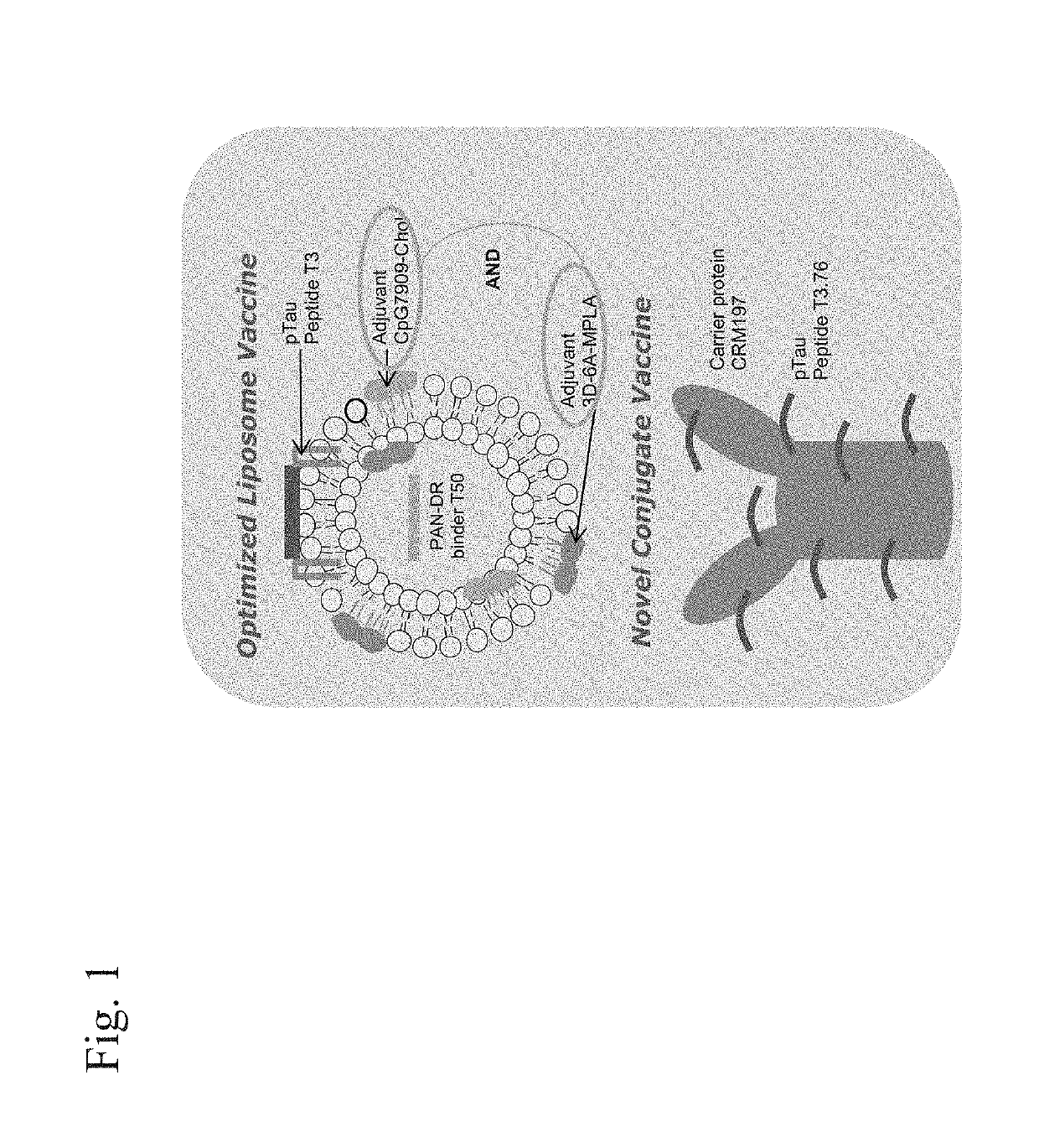 Compositions of phosphorylated tau peptides and uses thereof