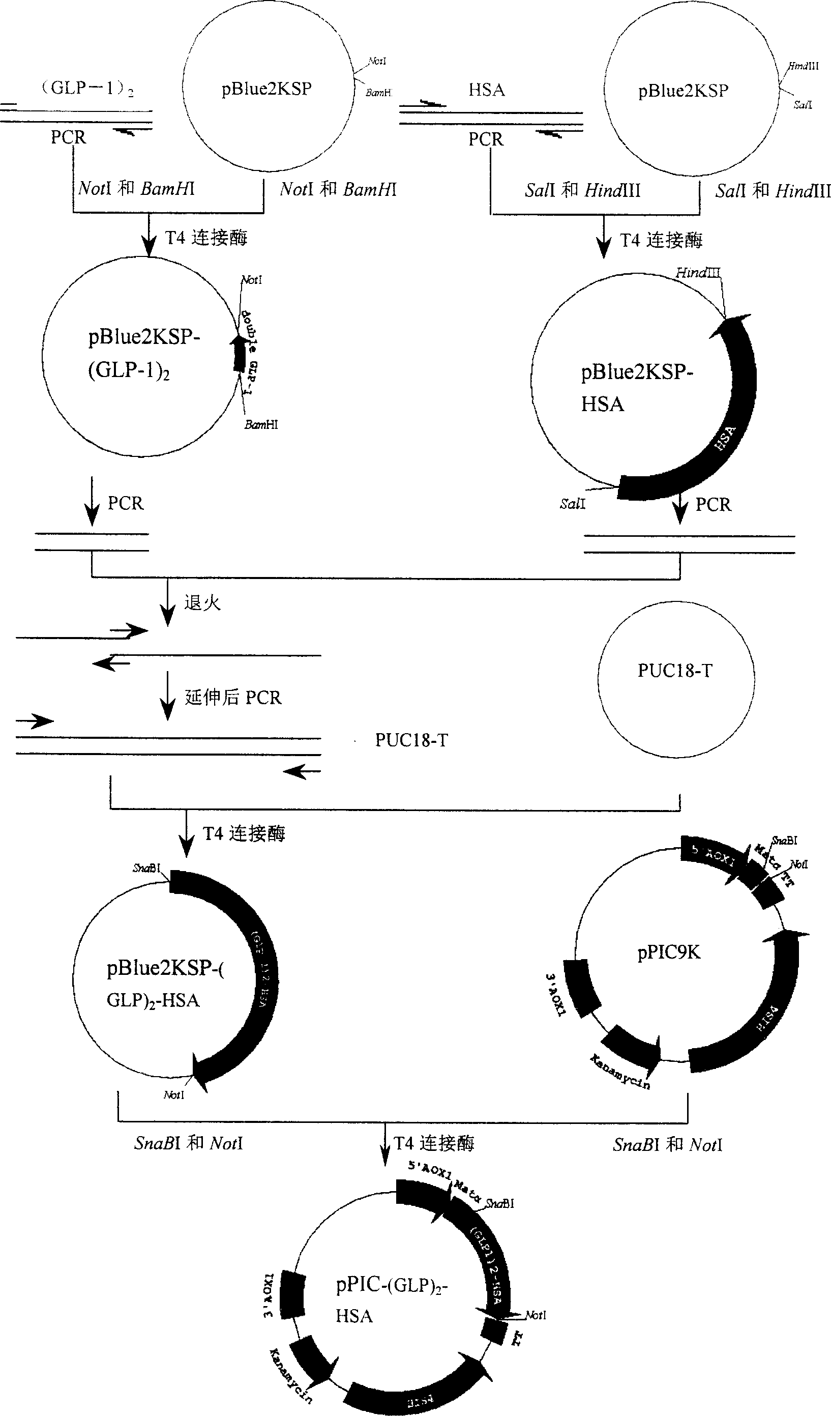 Method for preparing human pancreatic glucagons like polypeptide - 1, and fusion proten of human serum albumin, and products