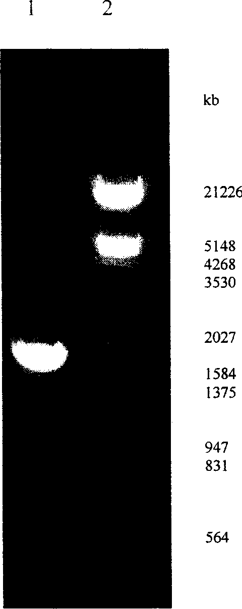 Method for preparing human pancreatic glucagons like polypeptide - 1, and fusion proten of human serum albumin, and products