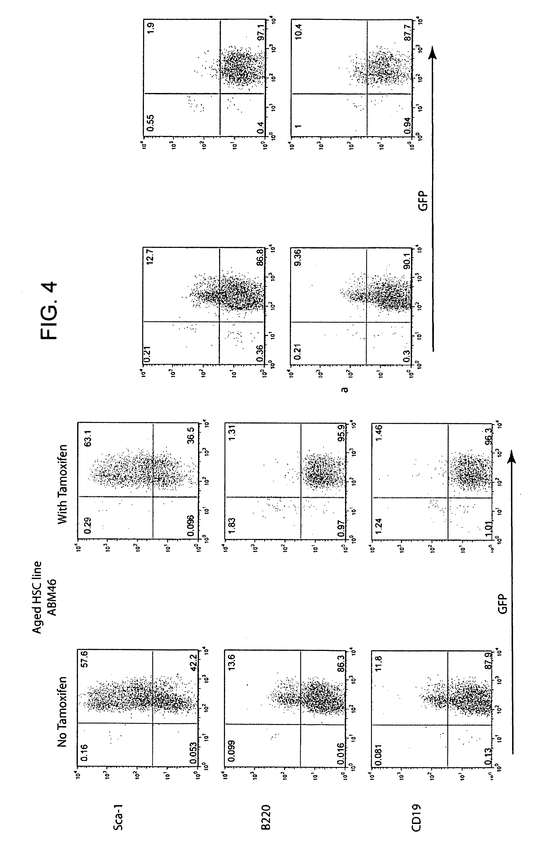 Conditionally immortalized long-term hematopoietic stem cells and methods of making and using such cells