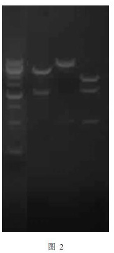 A kind of infectious spleen and kidney necrosis virus orf022 gene deletion strain and its preparation method and application