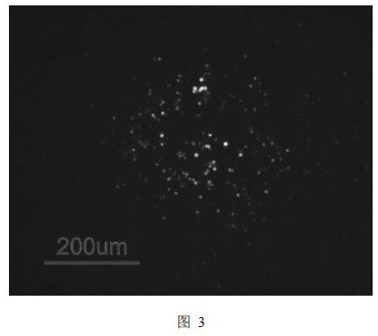 A kind of infectious spleen and kidney necrosis virus orf022 gene deletion strain and its preparation method and application