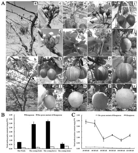 PyGSTf12 gene related to transport of anthocyanin in pear fruits, and recombinant expression vector and application of PyGSTf12 gene