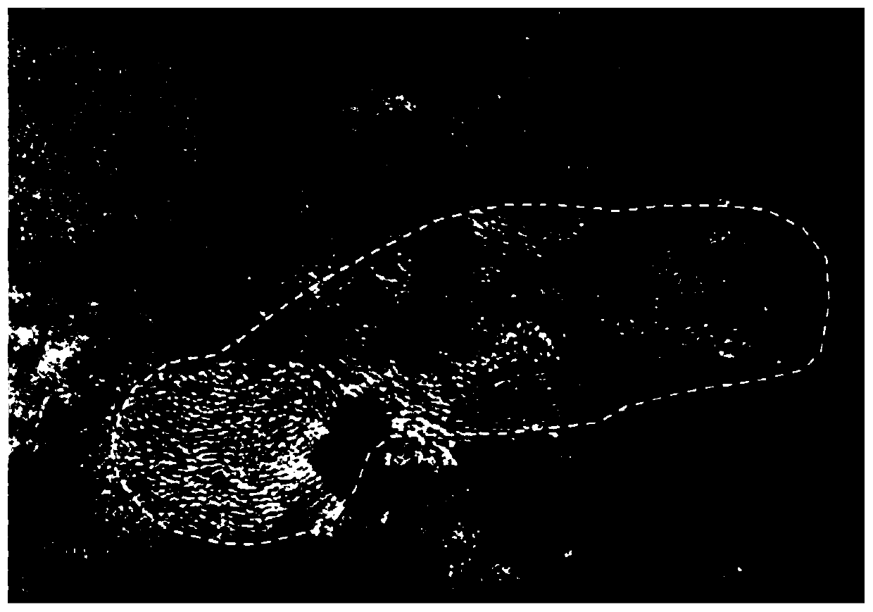 Preparation method of high-strength and high-thermal-conductivity carbon nanotube reinforced magnesium-based composite material