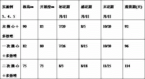 Cultivation method for dwarfing and prolonging ornamental period of spiderflower