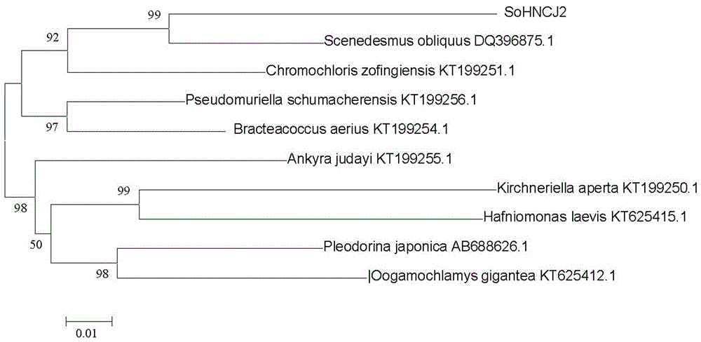 Scenedesmus obliquus strain and separation purifying method, cultivation method and application thereof