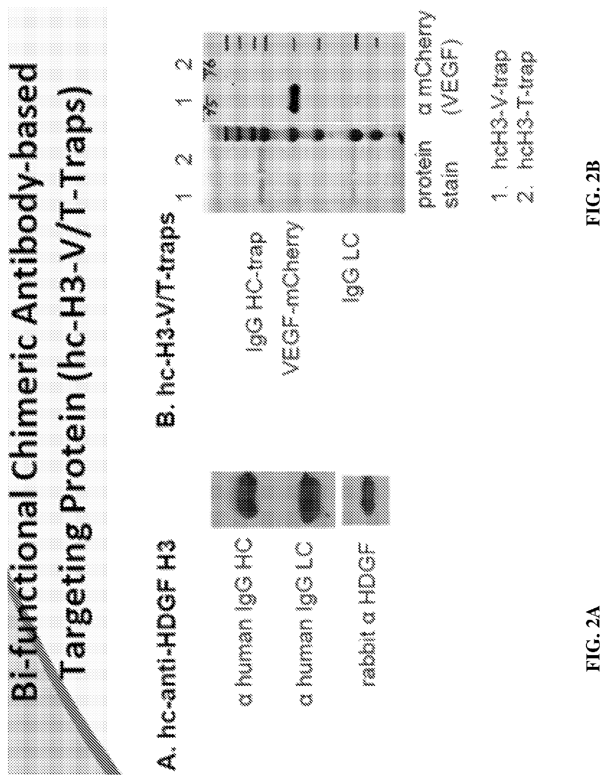 Methods of treating cancer using bifunctional molecules that target growth factors