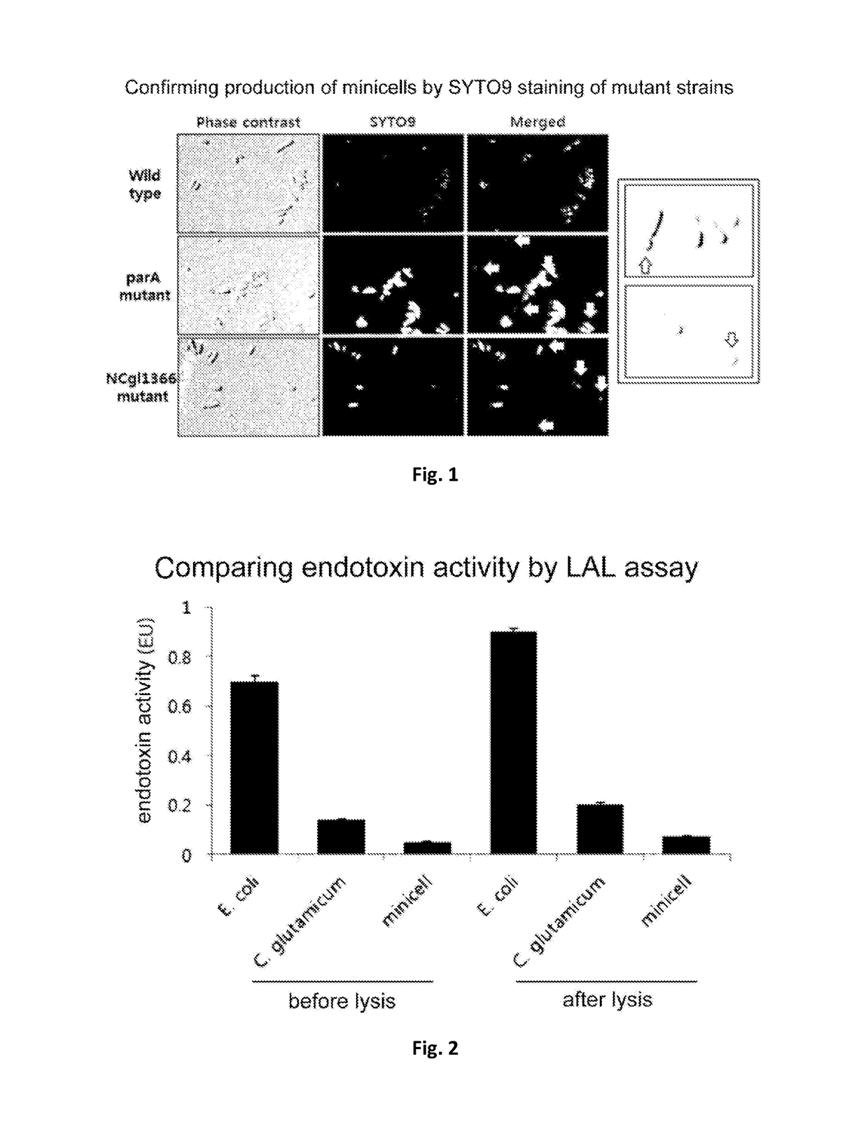 <i>Corynebacterium </i>sp. bacteria and minicell derived therefrom, and use thereof