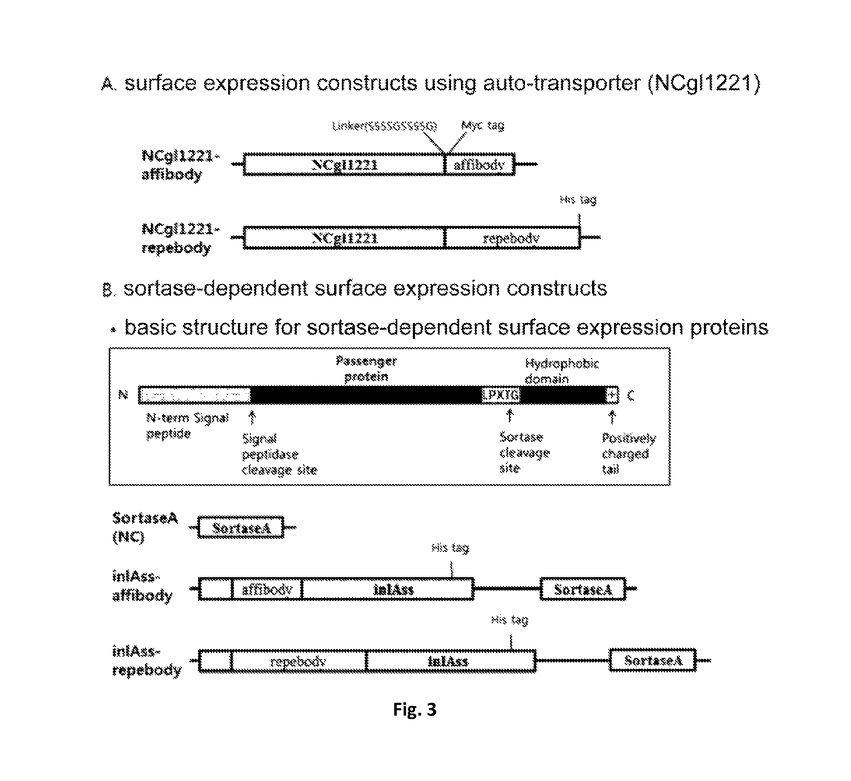 <i>Corynebacterium </i>sp. bacteria and minicell derived therefrom, and use thereof