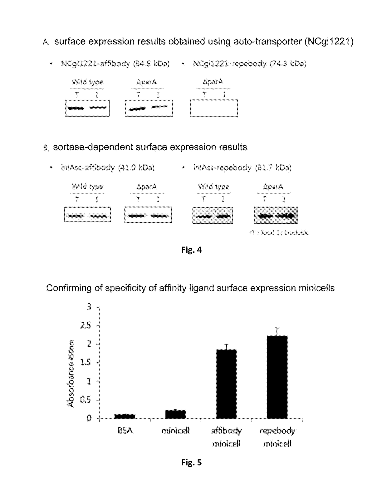 <i>Corynebacterium </i>sp. bacteria and minicell derived therefrom, and use thereof