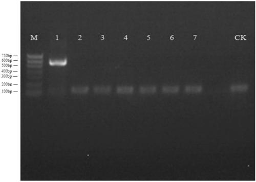 Corbicula fluminea mitochondrial genome enrichment, extraction and indentifying method