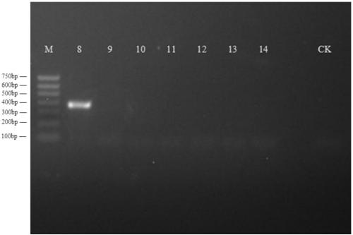 Corbicula fluminea mitochondrial genome enrichment, extraction and indentifying method