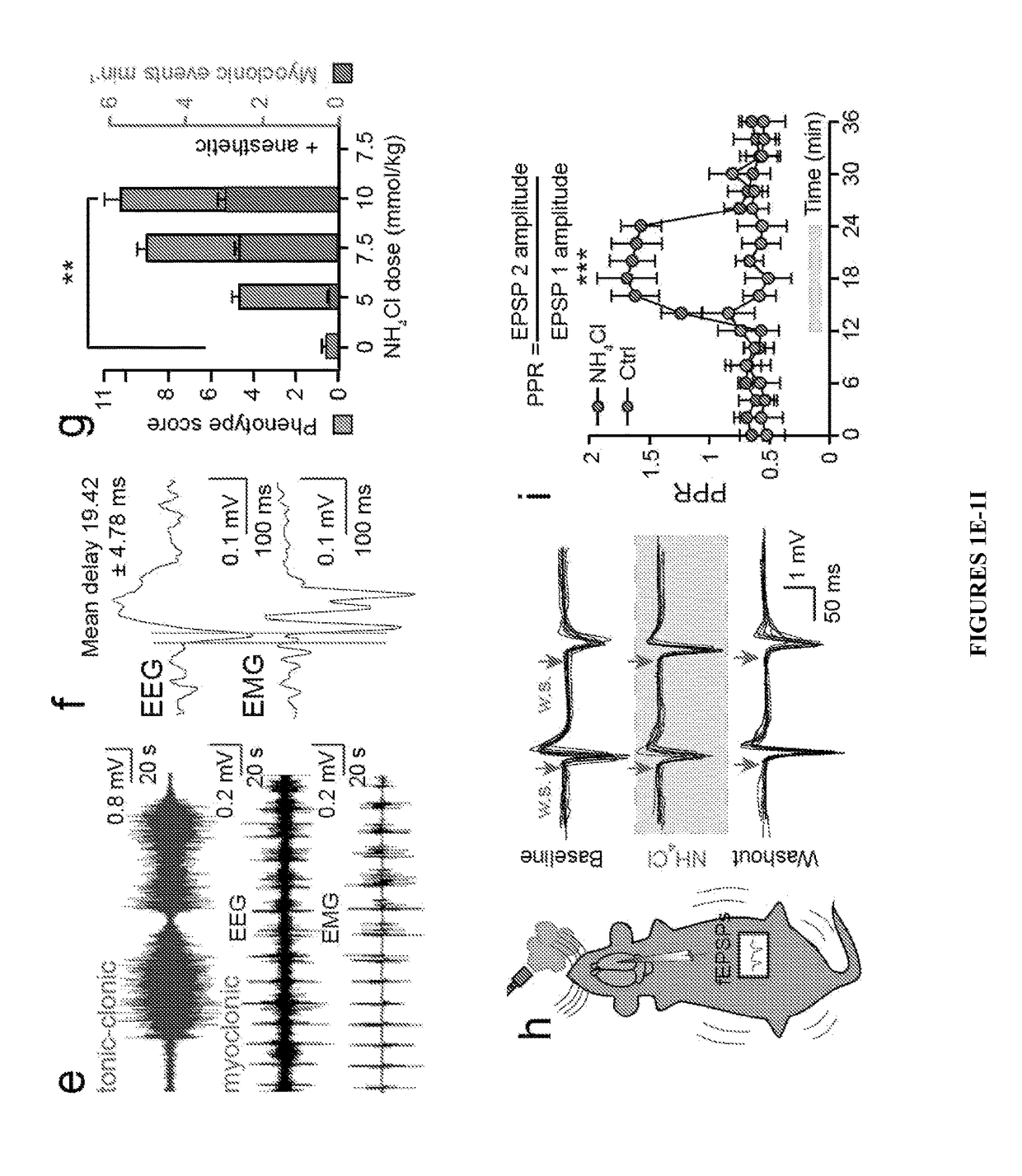 Method of treating and preventing brain impairment using Na<sup>+</sup>-K<sup>+</sup>-2Cl-cotransporter isoform 1 inhibitors