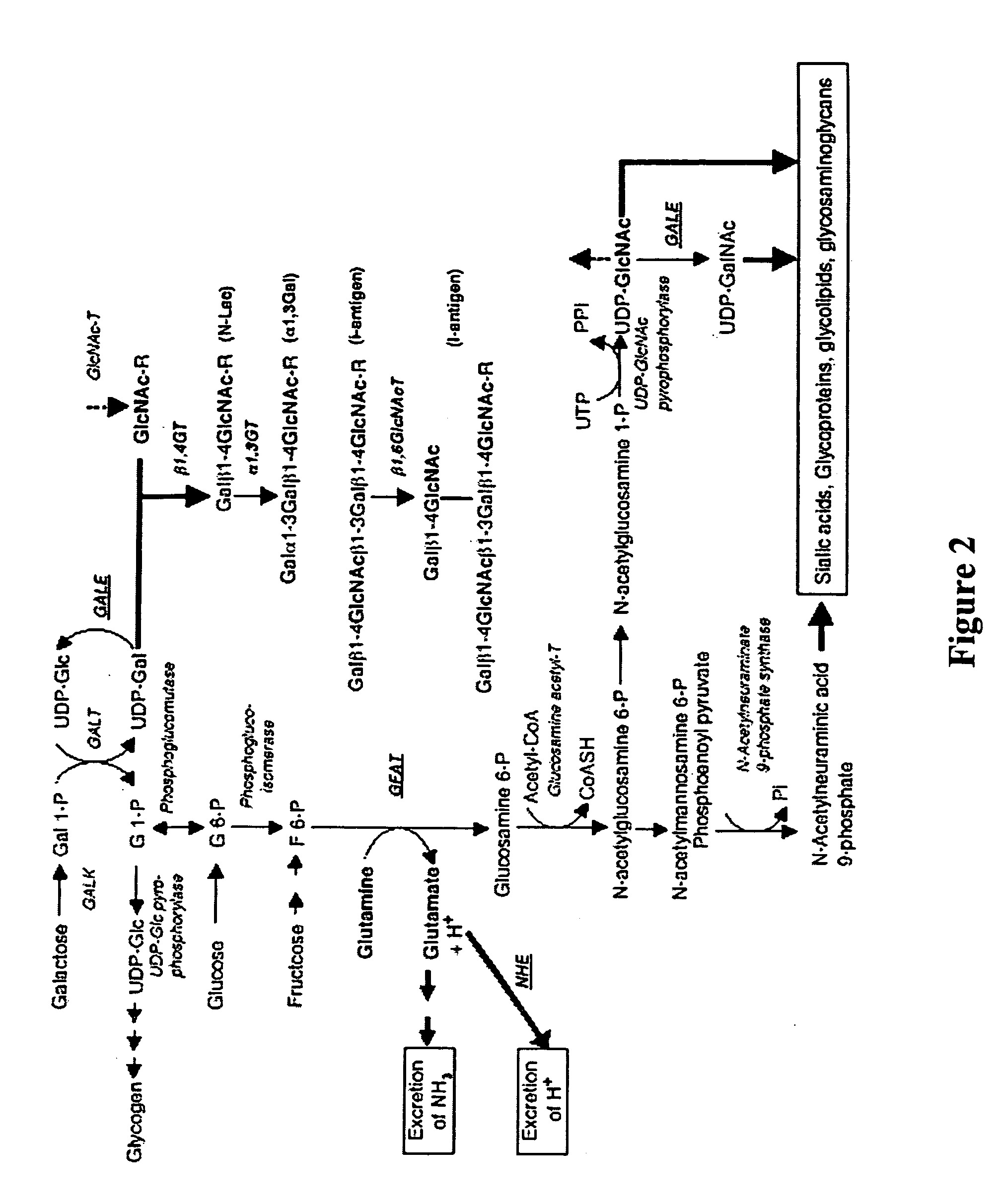 Modification of sugar metabolic processes in transgenic cells, tissues and animals