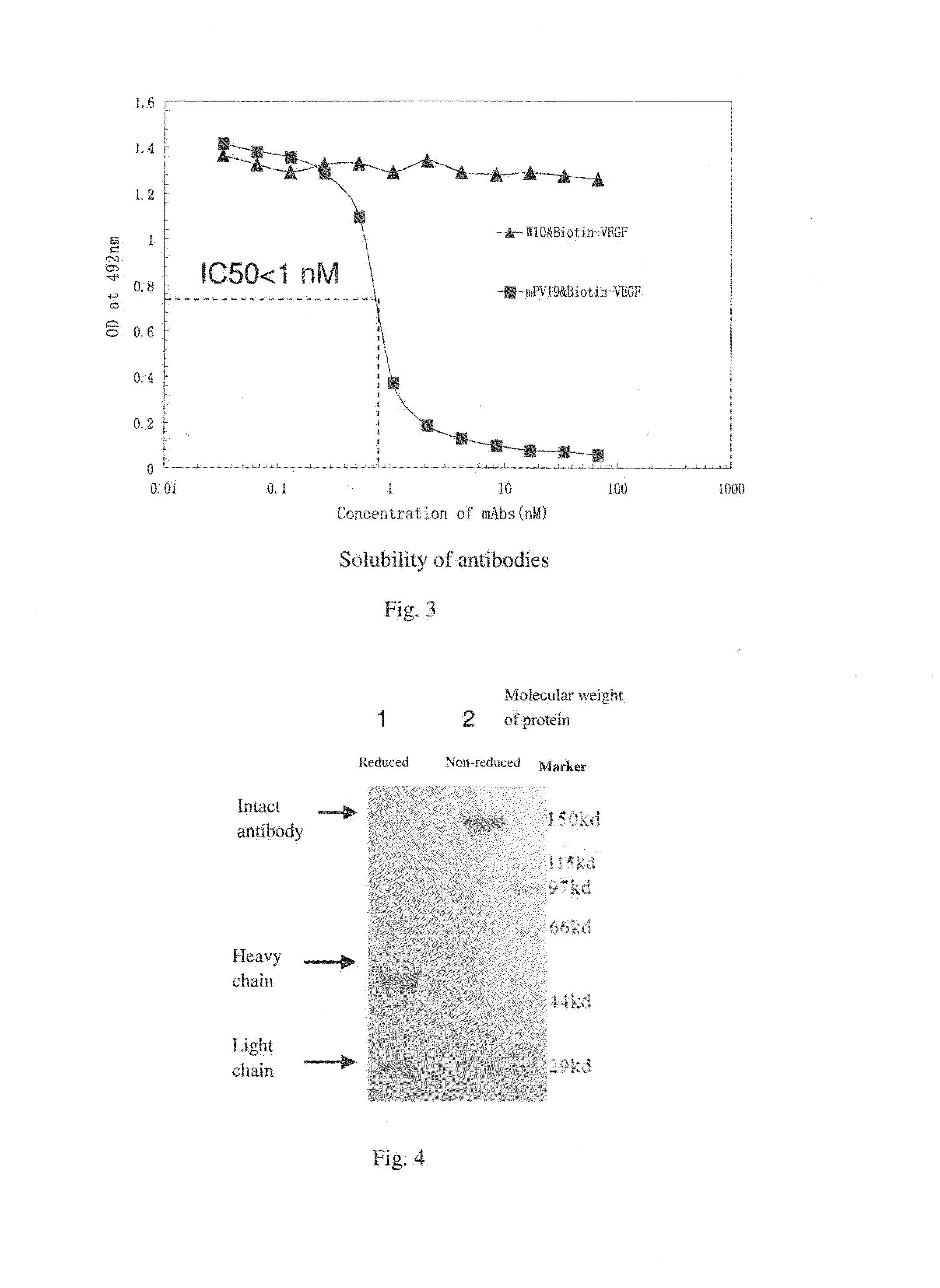 Monoclonal antibody for antagonizing and inhibiting binding of vascular endothelial cell growth factor and its receptor, and coding sequence and use thereof