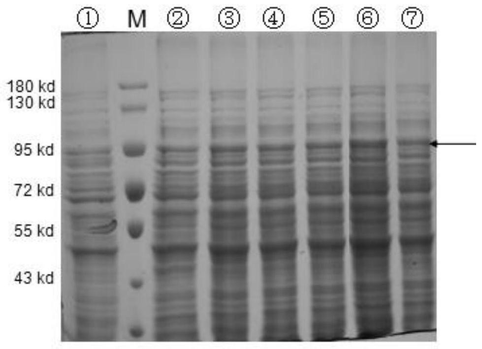 Recombinant lactobacillus plantarum for expressing newcastle disease virus antigen gene and fermentation process and application of recombinant lactobacillus plantarum