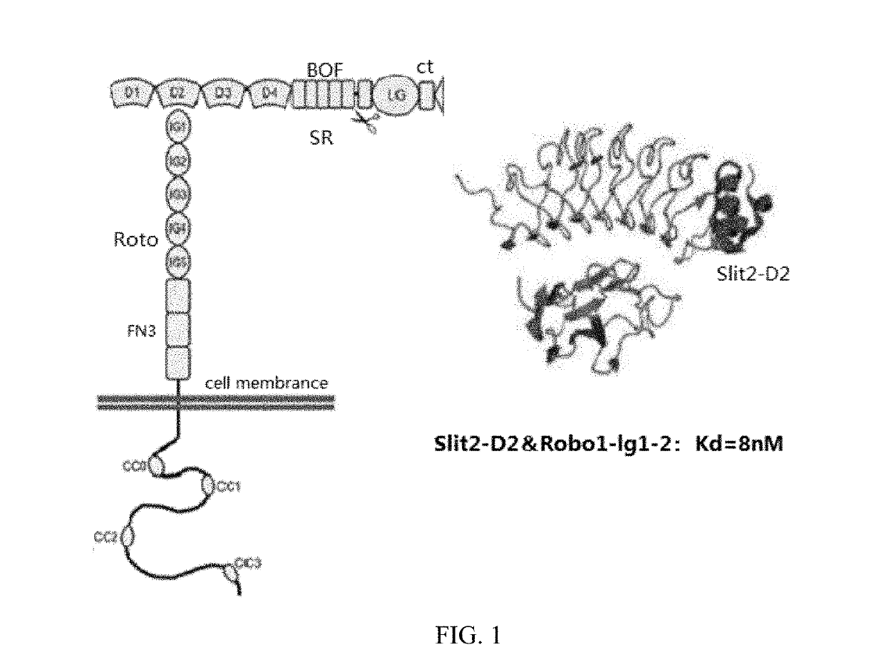 Slit2d2-chimeric antigen receptor and application thereof