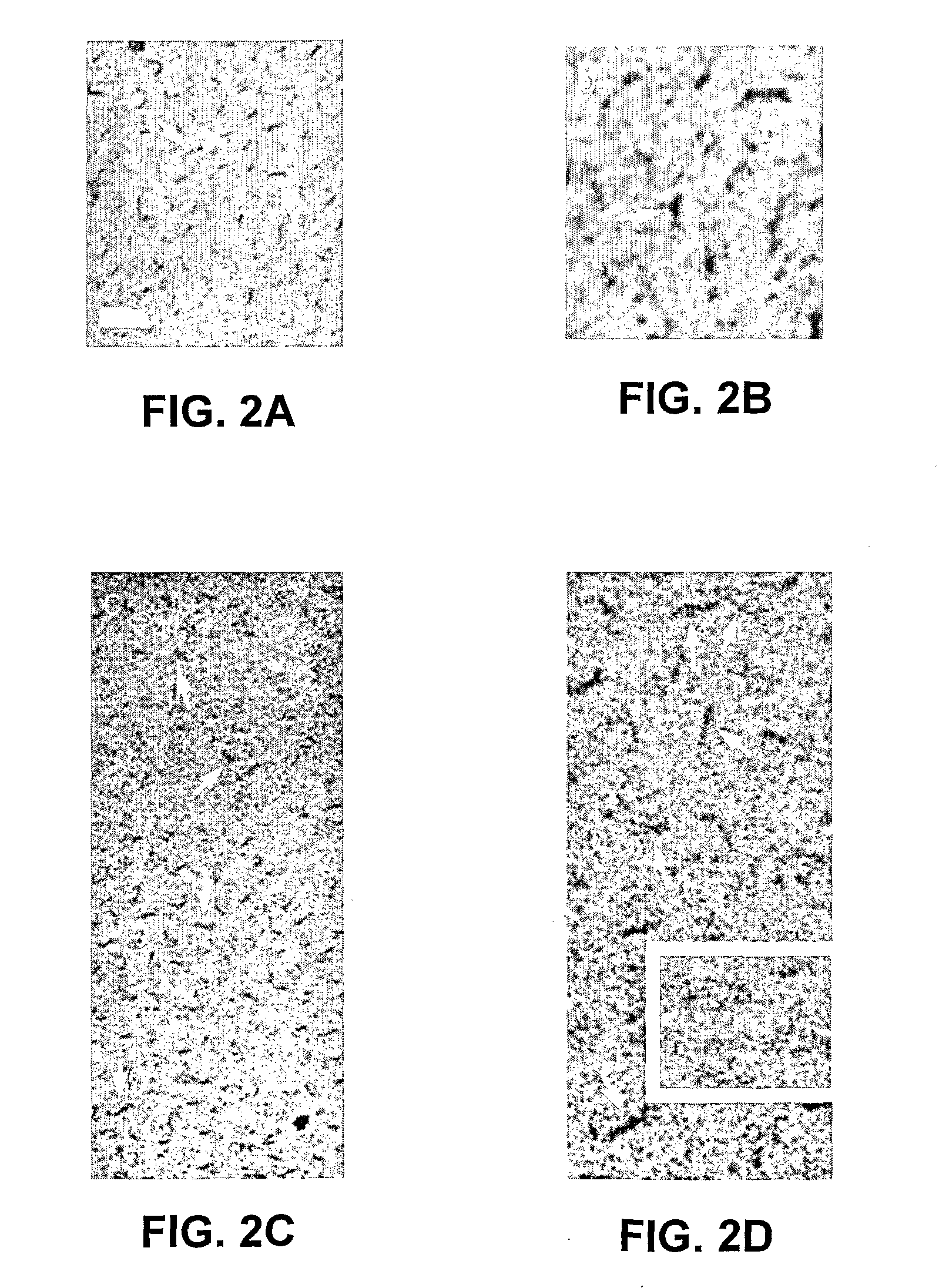 Beta-casein assemblies for enrichment of food and beverages and methods of preparation thereof