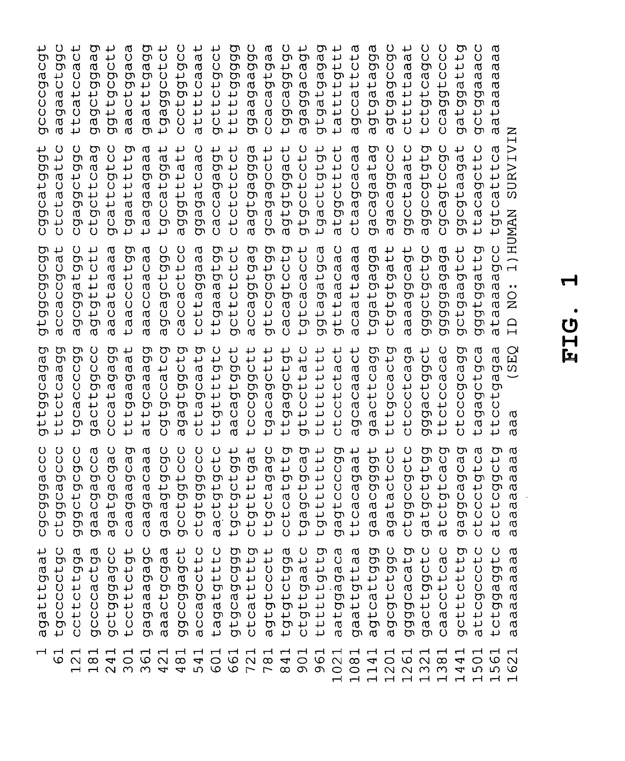 DNA vaccines against tumor growth and methods of use thereof