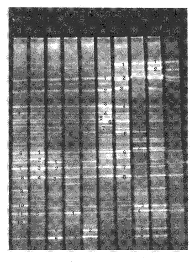 Predominant bacteria and their spectrum in the microbial flora of Pu-erh tea