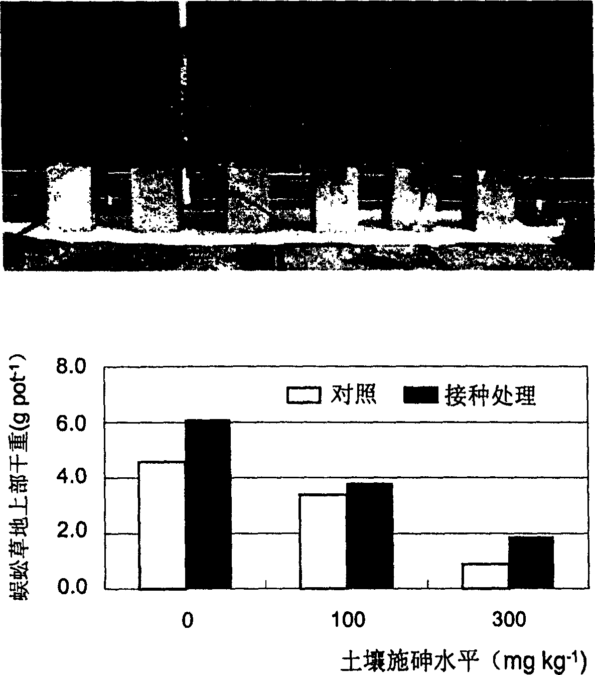 Method for promoting plant restoration efficiency of arsenic polluted soil