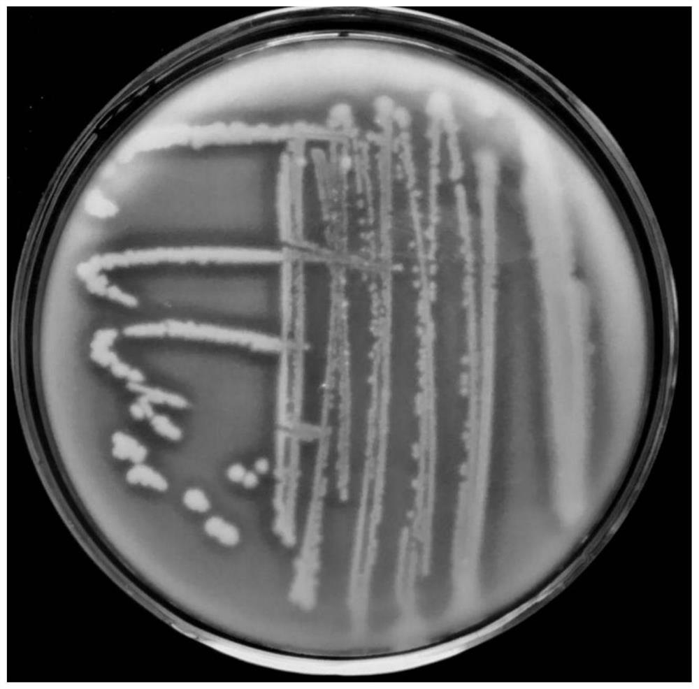 A bacterial strain capable of degrading discarded feathers, a screening method and its application