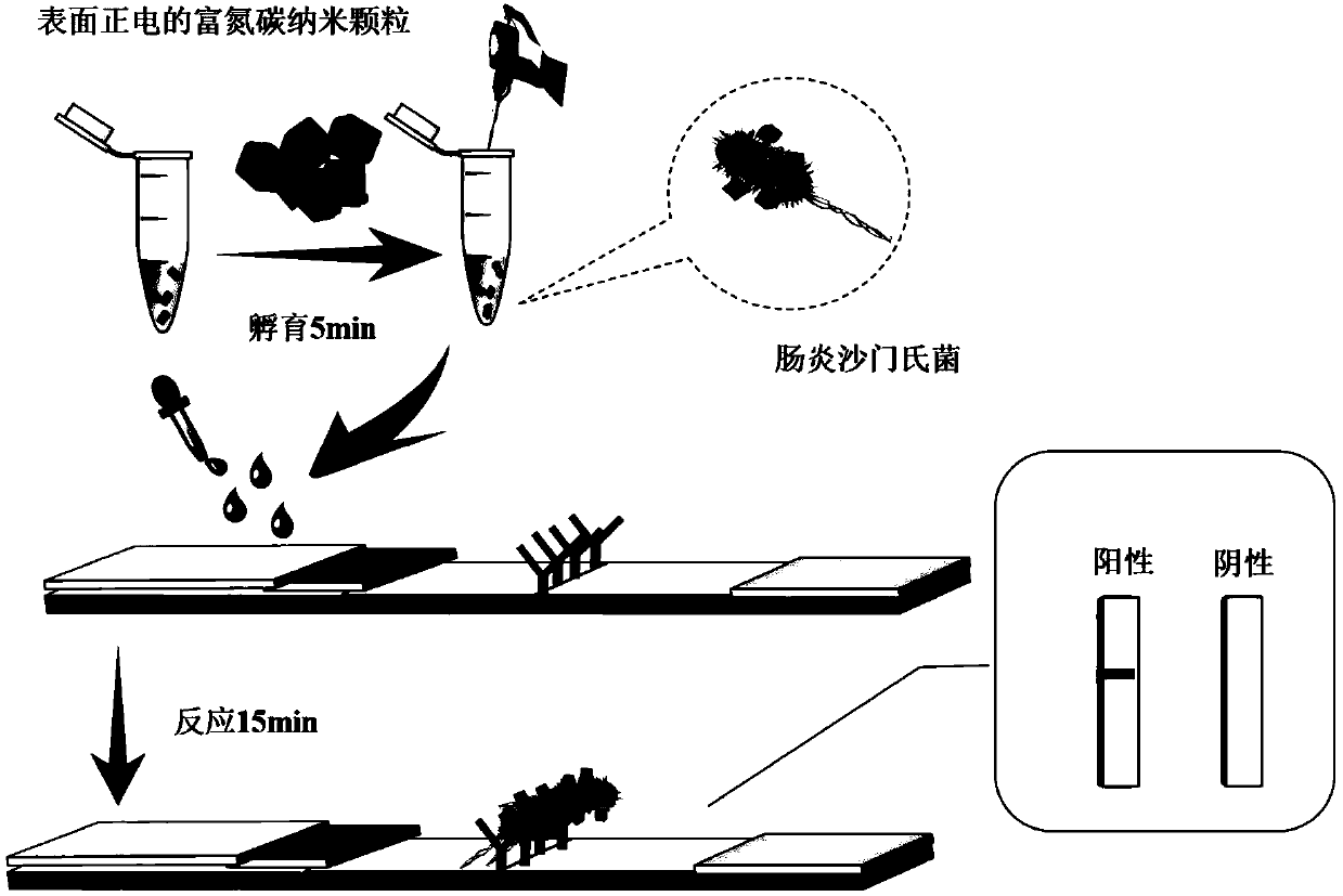 Salmonella enteritidis detection method, test strip and application