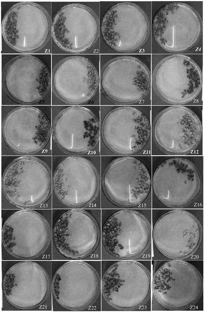 Color developing agent for fast detecting high-whiteness flour wheat seed resource and use method