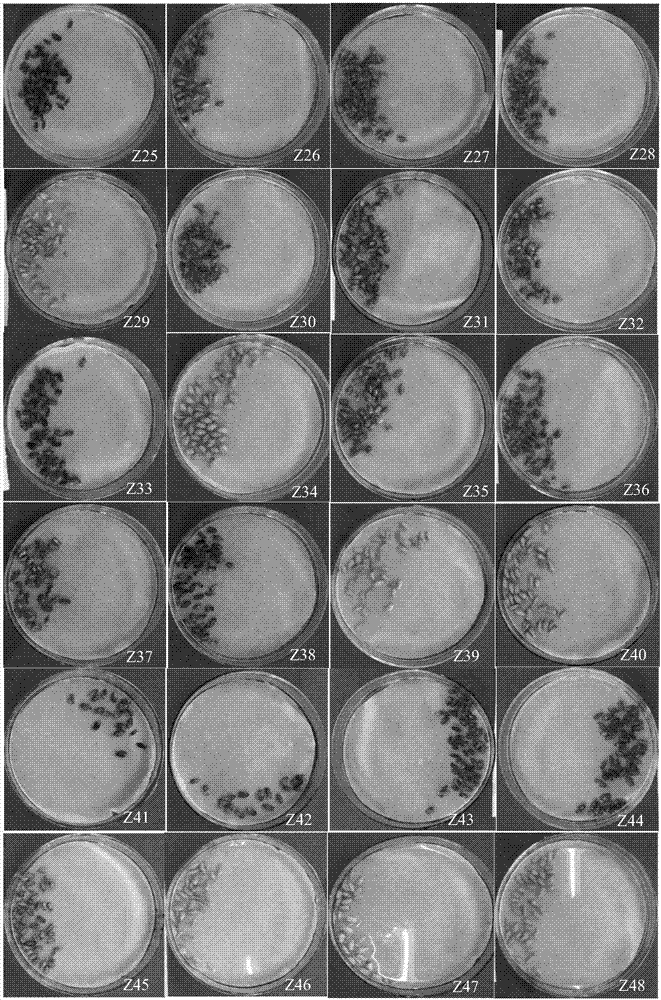 Color developing agent for fast detecting high-whiteness flour wheat seed resource and use method