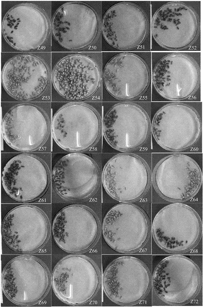 Color developing agent for fast detecting high-whiteness flour wheat seed resource and use method