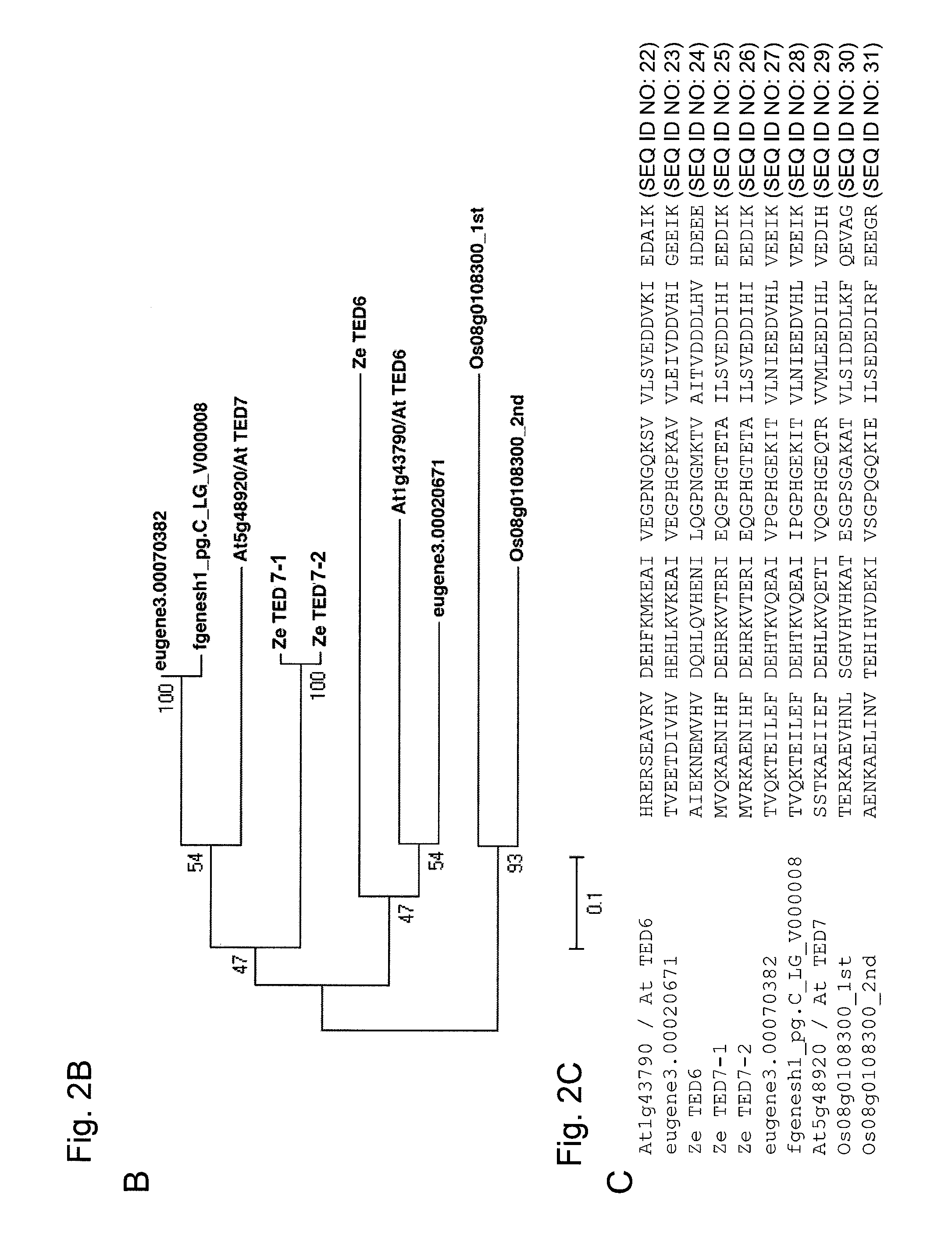 Method for promoting the formation of secondary cell wall of plant