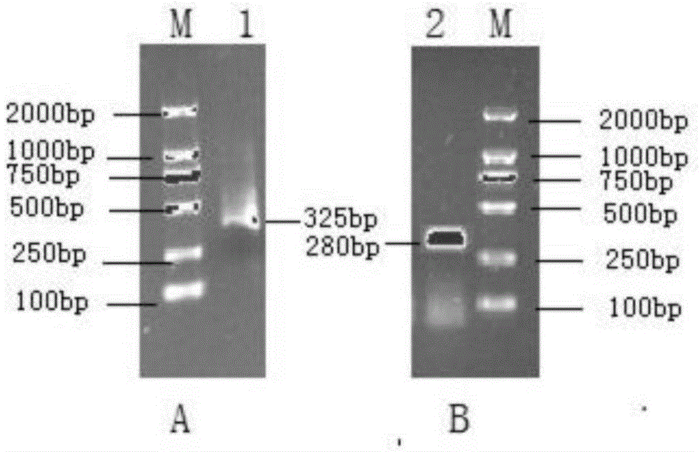 Pinctada martensi lectin PmCLEC-1 and application thereof