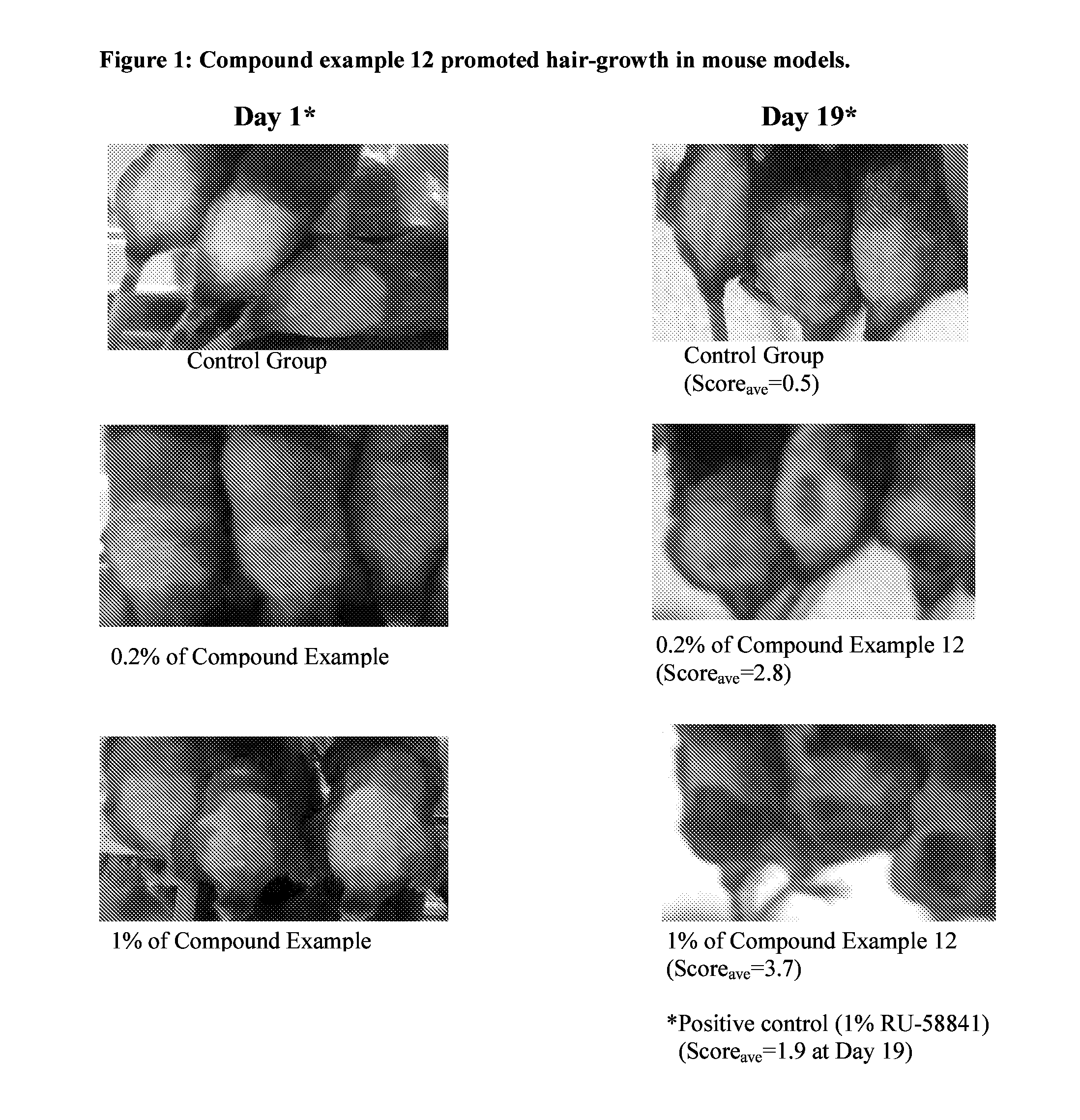 Androgen receptor antagonists and uses thereof