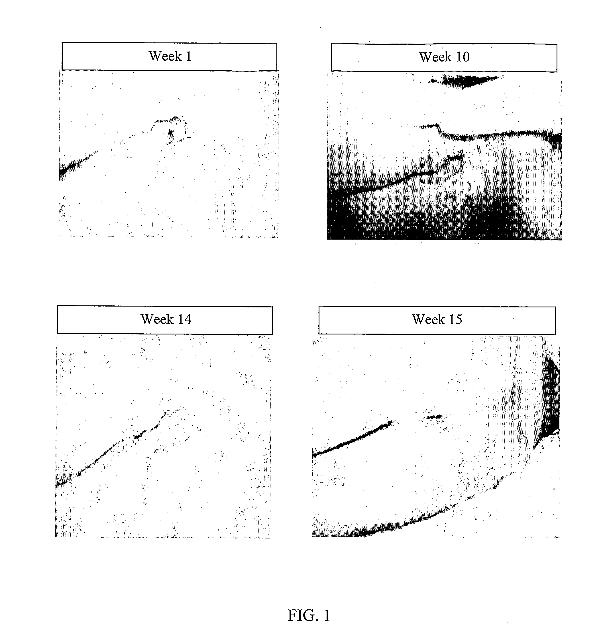 Polymer adapted to release bioactive agents in vivo, pharmaceutical composition and method of preparation thereof