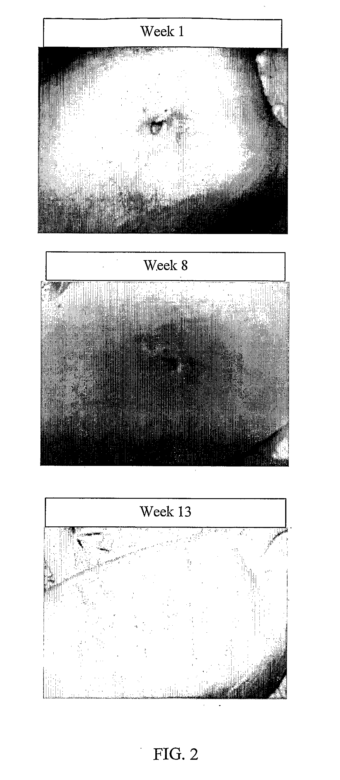 Polymer adapted to release bioactive agents in vivo, pharmaceutical composition and method of preparation thereof