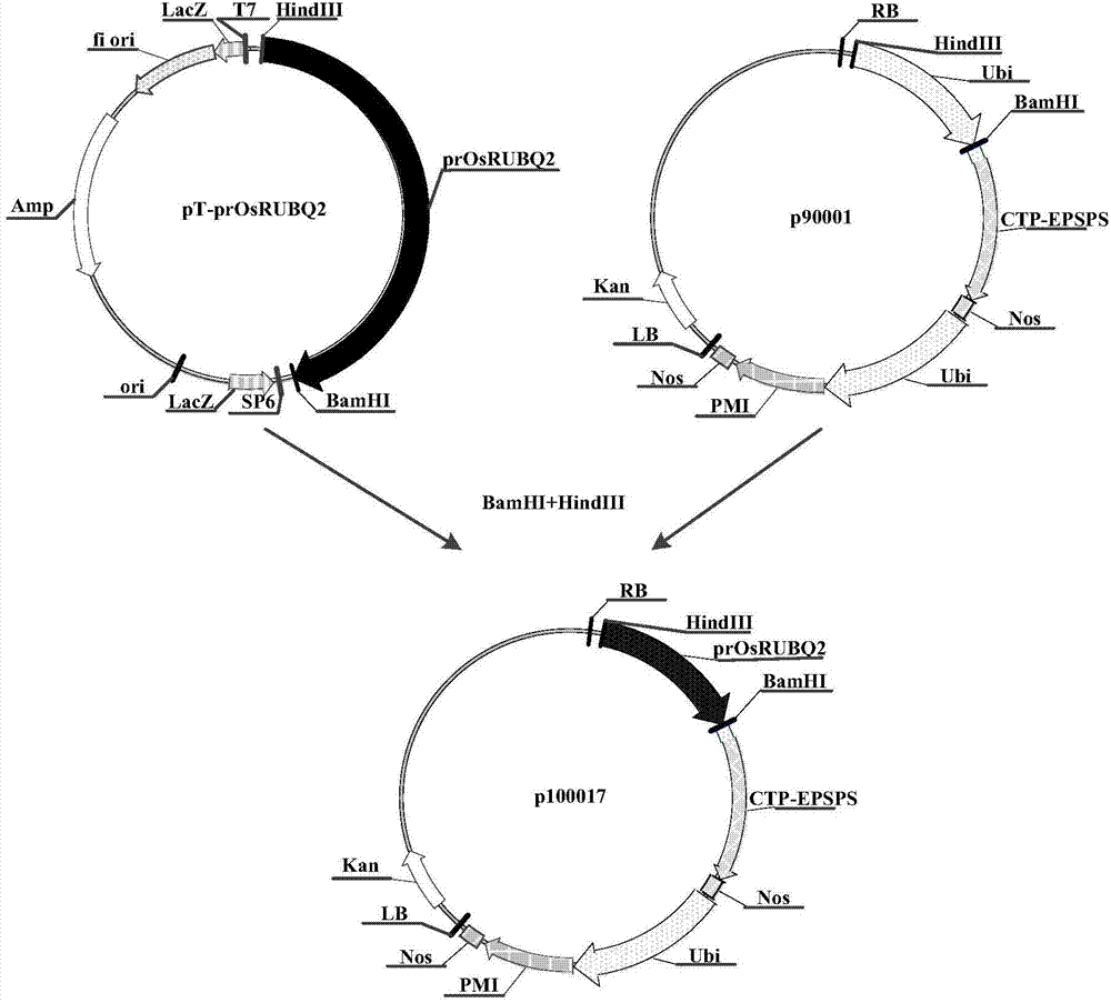 Constitutive promoter and application thereof