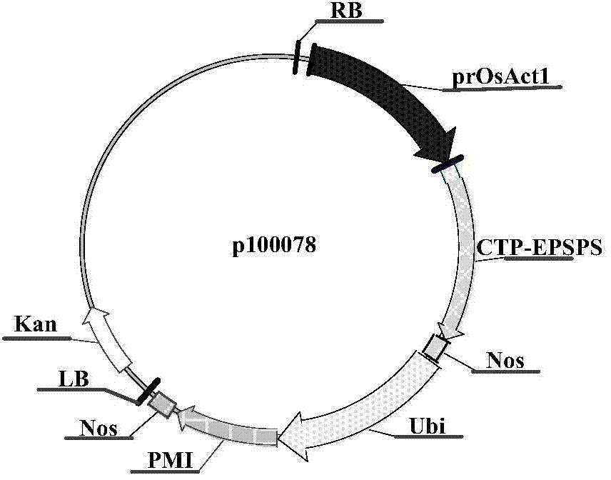 Constitutive promoter and application thereof