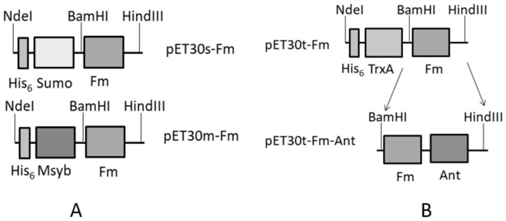 Flagellin mutant and application thereof in preparation of African swine fever antigen fusion protein