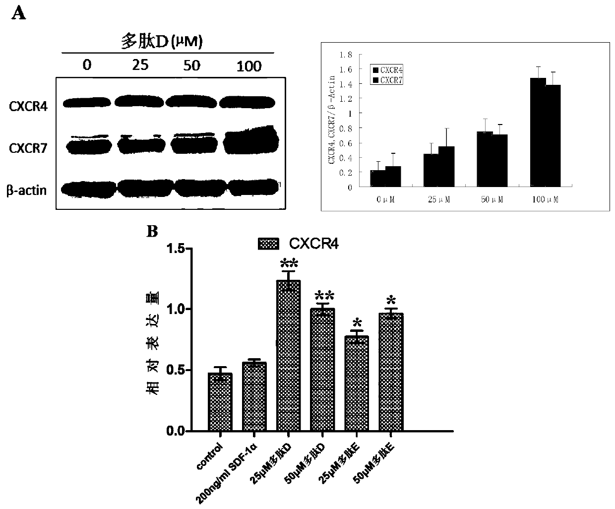 Fusion polypeptide, application of fusion polypeptide in enhancement of stem cell homing ability and anti-apoptotic ability and pharmaceutical composition