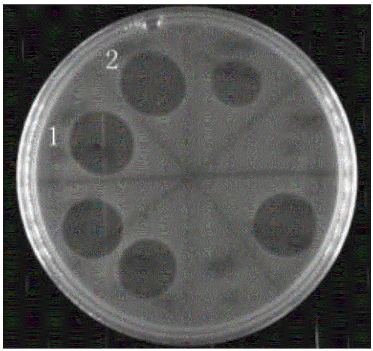 Lactobacillus plantarum SWUN5815 for high-yield bacteriocin and application of lactobacillus plantarum SWUN5815