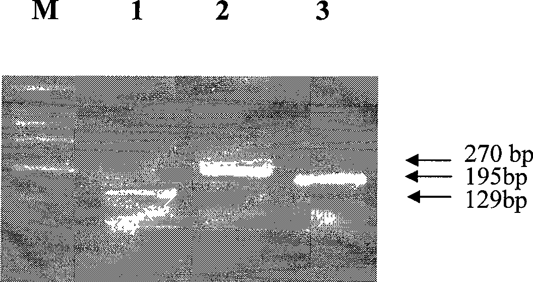 Construction method of Beta-alexin-2-tumor vaccine and uses thereof