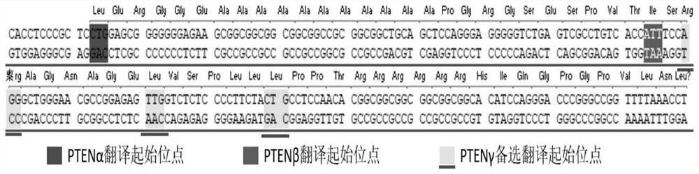 PTEN subtype protein PTEN gamma participating in telomere length regulation and application thereof