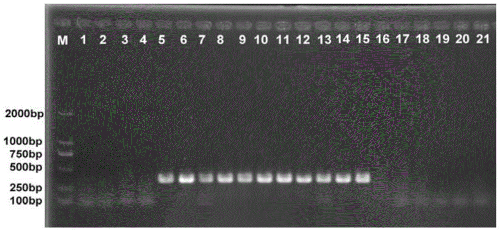 A set of primers used to identify stored grain pests of pseudocereals and their applications