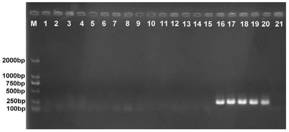 A set of primers used to identify stored grain pests of pseudocereals and their applications